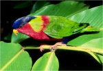 Птицы Фиджи